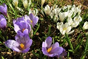 22 Crocus bianchi e violetto